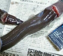 冬のぶっこみでまさかの70cm！？